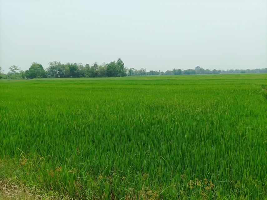 ขายที่ดิน ราคา8,000บาท/ตร.ว. ต.สง่าบ้าน อ.ดอยสะเก็ด จ.เชียงใหม่ 18