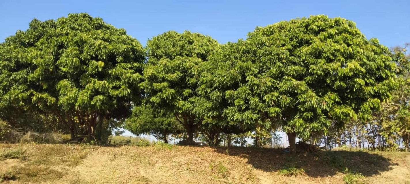 ที่โฉนดติดแม่น้ำวังพื้นที่ 5ไร่2งาน69ตรว.1.9 ล้านบาท (ฟรีโอน)ด้านในบริเวณที่ดินปลูกไม้สัก ลำไย มะม่วงที่ดินมี2ระดับชั้น ชั้นบนจะอยู่ระดับเดียวกับถน 9