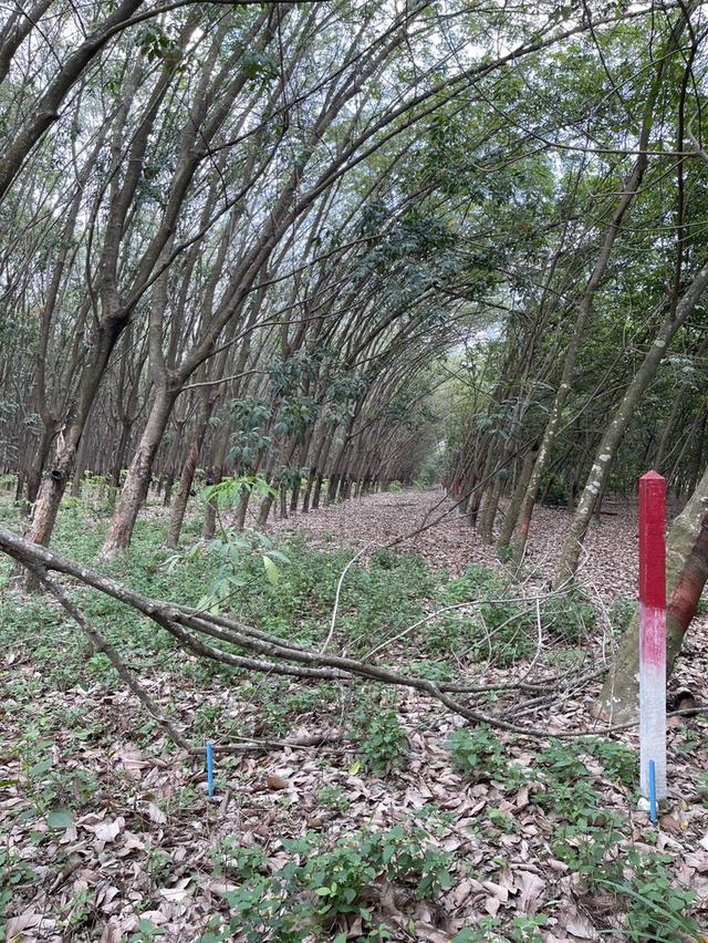 🔥 ขายที่ดินสวนยาง แปลงสี่เหลี่ยมสวย ปลวกแดง ระยอง ทำเลทอง EEC ใกล้นิคมฯ เหมาะเก็งกำไรหรือทำจัดสรร 🔥 5