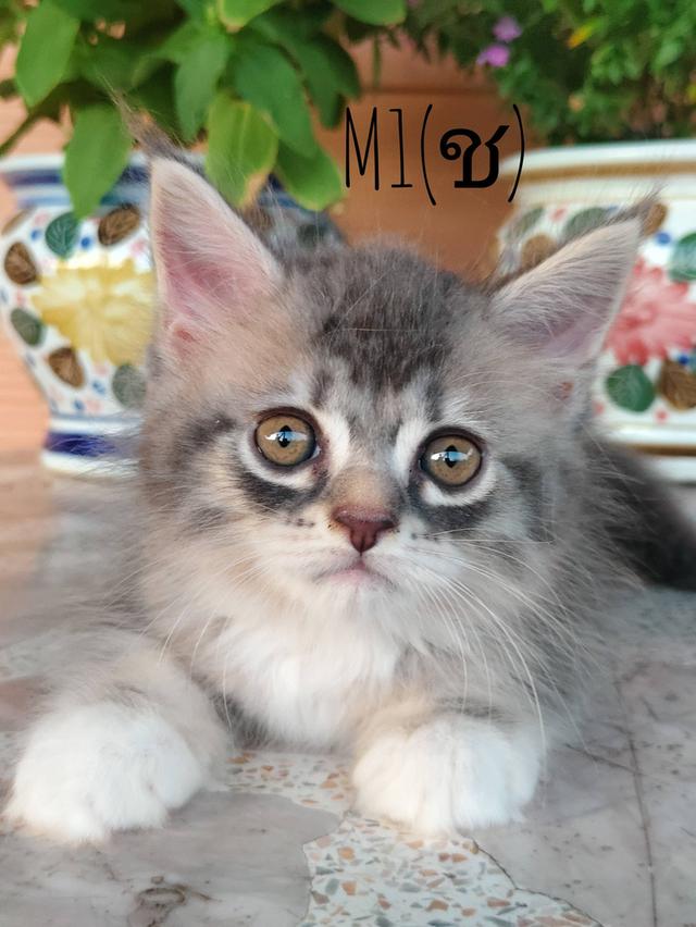 เมนคูน+เปอร์เซีย พ่อเมนคูนแท้ แม่เมนคูนผสมเปอเซีย