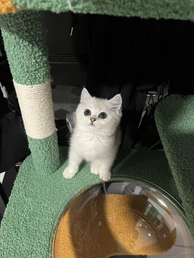 สก๊อตทิช โฟลด์ (Scottish fold)