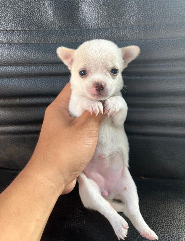 ลูกสุนัข chihuahua 3