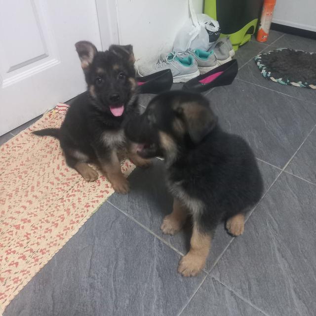 ลูกสุนัขเยอรมันเชพเพิร์ด รูปย่อยที่ 3