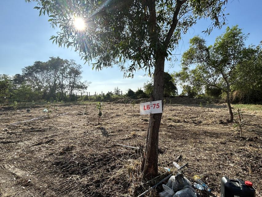 ขายที่ดินแปลงสวย วิจิตราธานี บางนา–ตราด  เนื้อที่ 230 ตร.ว ต่ำกว่าราคาประเมิน คุ้มค่ามาก 4