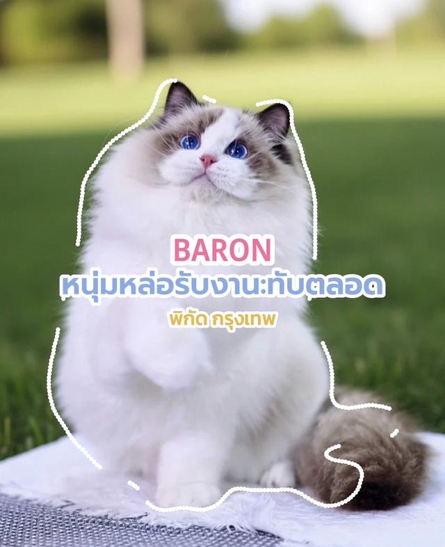 พ่อพันธุ์แร็ดอลรับทับทั่วไทย ขอสาวมาอยู่บ้านหนุ่มได้เท่านั้น