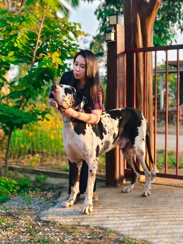 Great Dane ลูกสุนัขพันธุ์เกรทเดนสีดำ รูปที่ 4