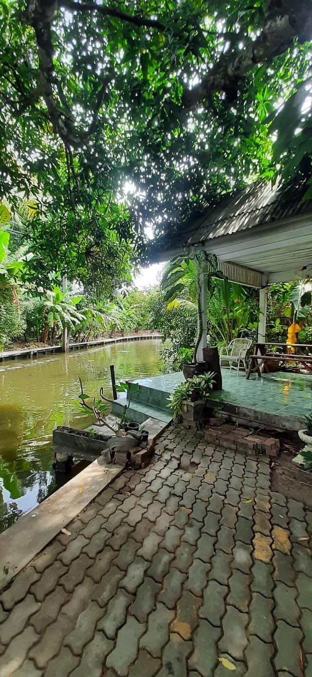 "ขายครับเจ้าของขายเอง"🏡บ้านสวนตลิ่งชัน พุทธมณฑลสาย1/22 พร้อมสิ่งปลูกสร้างบ้าน3หลัง1หลังสร้างด้วยไม้สักทองครับเนื้อที่235ตร.ราคาขาย40M. 4