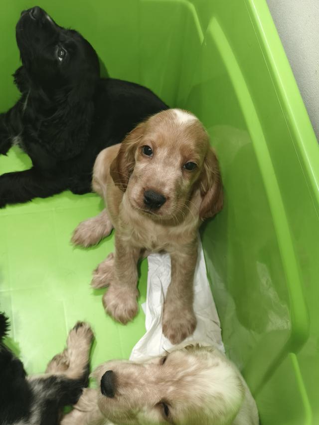 สุนัขพันธุ์อิงลิชค็อกเกอร์สเปเนียล