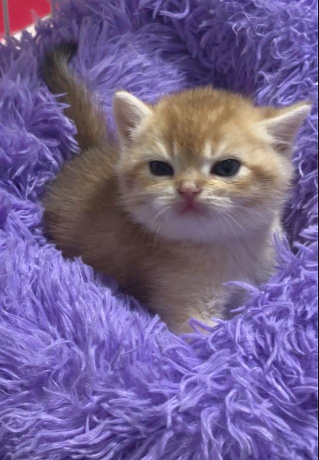 แมว British shorthair 