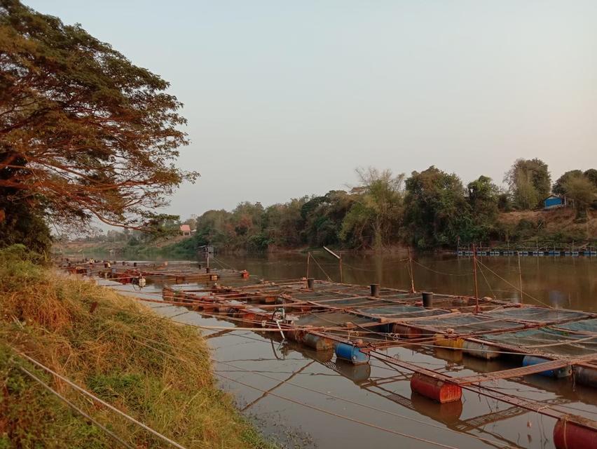 บ้านริมน้ำพร้อมกระชังเลี้ยงปลาและสวน 9