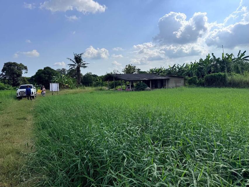 ขายด่วนที่ดิน 182 ตรว เหมาะสร้างบ้านสวน ต.สวนป่าน อ.เมืองนครปฐม จ.นครปฐม 3