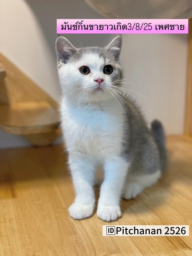 แมวมันช์กิ้นขายาว พร้อมย้าย 3