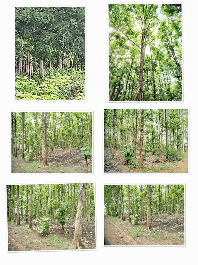 รูป ขายที่ดิน หนองม่วง ลพบุรี พร้อมต้นสัก 7600 ต้น พื้นที่ 123ไร่ 2งาน 50 ตรว 2