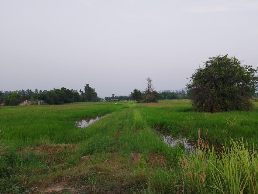ขายที่ดิน 4