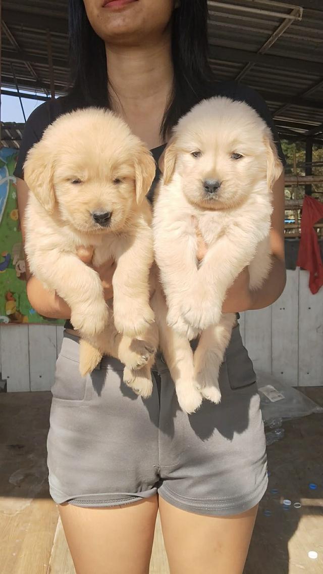 สุนัขโกลเดินรีทรีฟเวอร์ รูปที่ 2