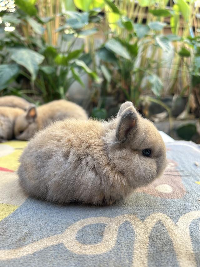 กระต่ายเพศผู้  ND อายุ 28 วัน รูปที่ 2