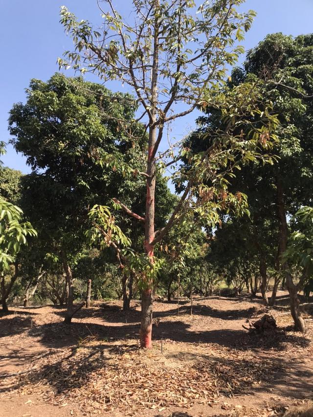 ให้เช่า สวนผลไม้ 12 ไร่ 7 หมื่นต่อปี 12