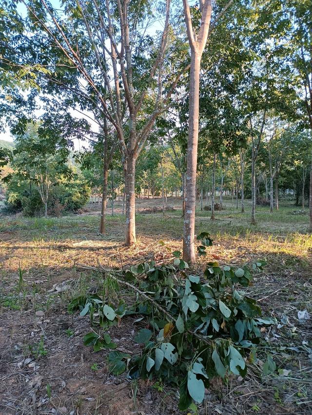 ที่ดินไร่ละ 500,000 ติดถนนเพชรเกษม อ.บางสะพาน จ.ประจวบฯ 6