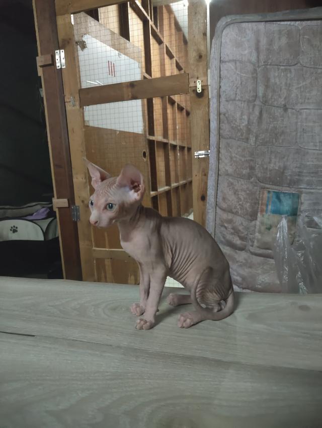 แมวสฟิงซ์ 5,000 7