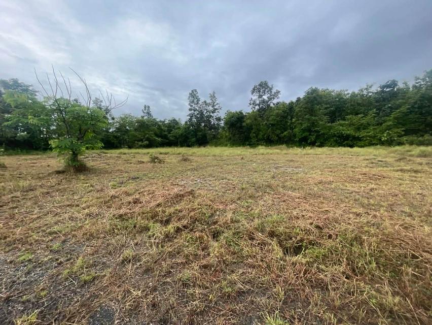 ขายที่ดิน อำเภอแม่ริม จังหวัดเชียงใหม่ 6