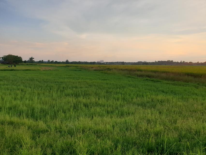 ที่ดิน 4