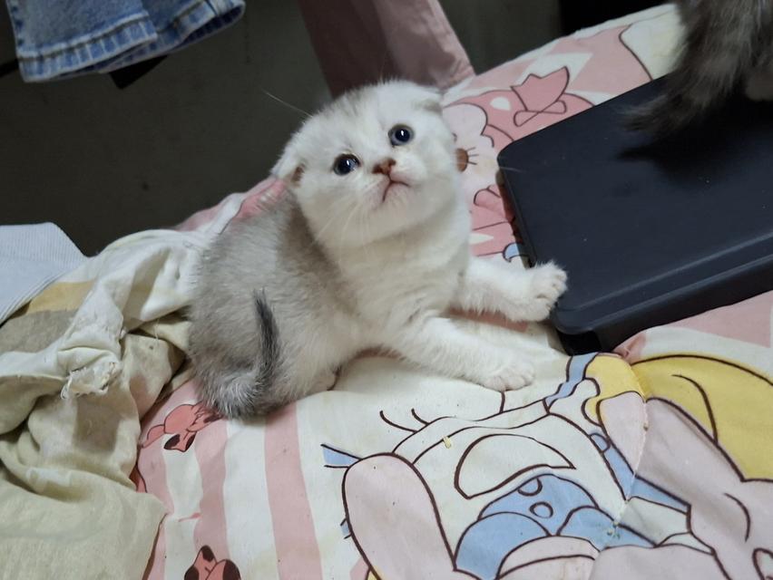 บริติชผสมสก๊อตติชผู้หญิง รูปย่อยที่ 4