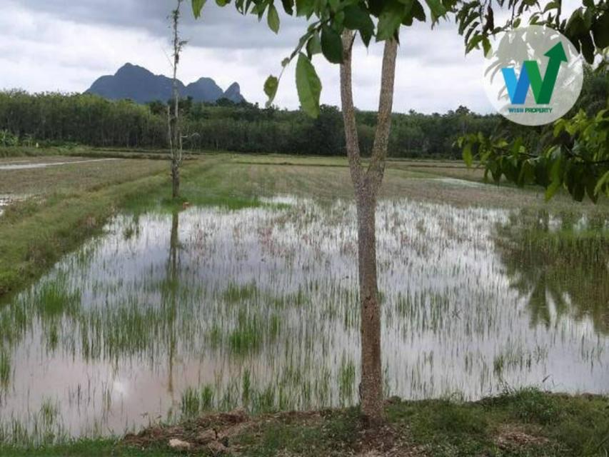 ขายที่ดินเปล่า ตำบลมะกอกเหนือ อำเภอควนขนุน จังหวัดพัทลุง 4