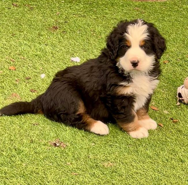 ลูกสุนัข Bernese Mountain Dog 4