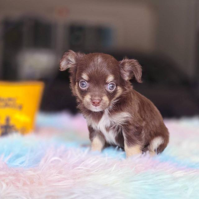 ชิวาวาแท้ขนยาว สีช็อค เพศผู้ 13