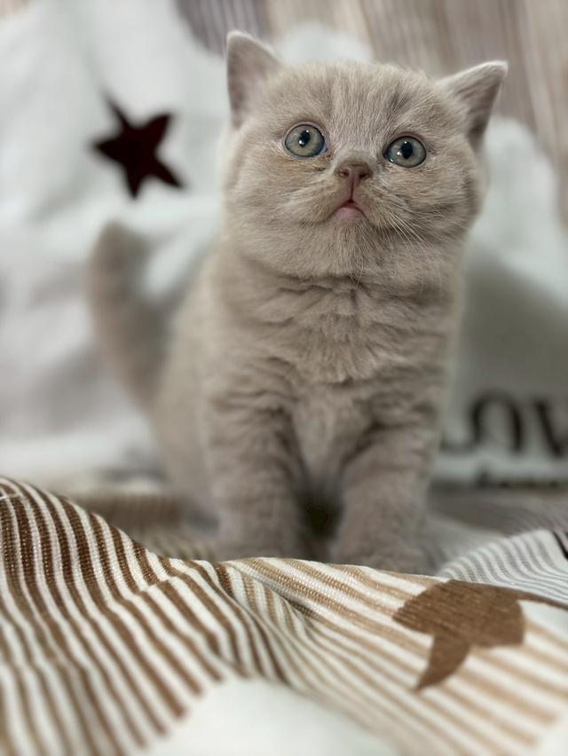 British shothair WCF