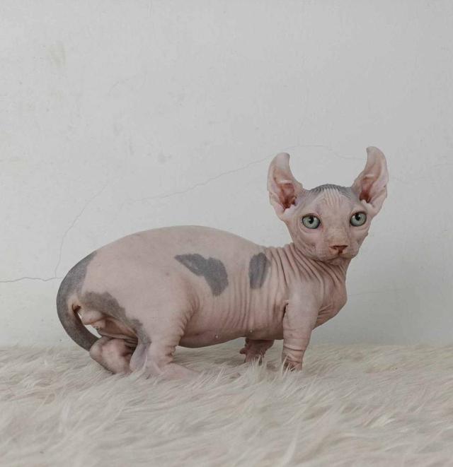 31.แมวดเวล/เพศผู้ หาบ้าน Dwelf Cat/Male looking for a new home 3