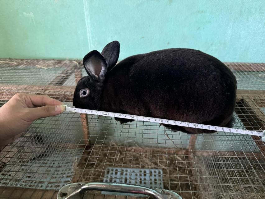 Mini Rex หนุ่มน้อย ขี้อ้อน 2