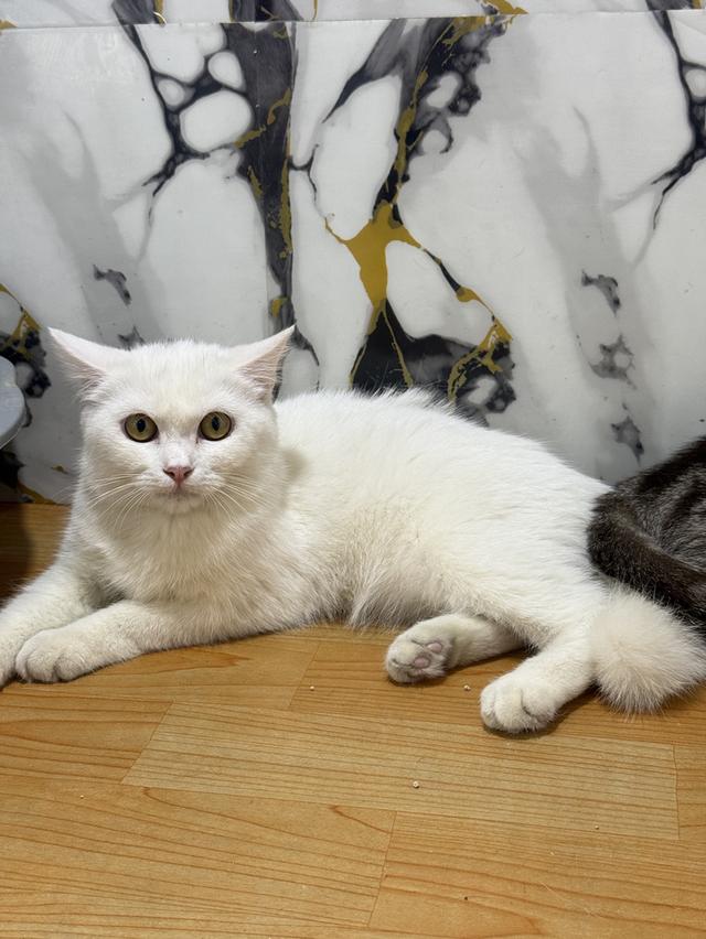 ลูกแมวพันธุ์สก๊อตติชแท้