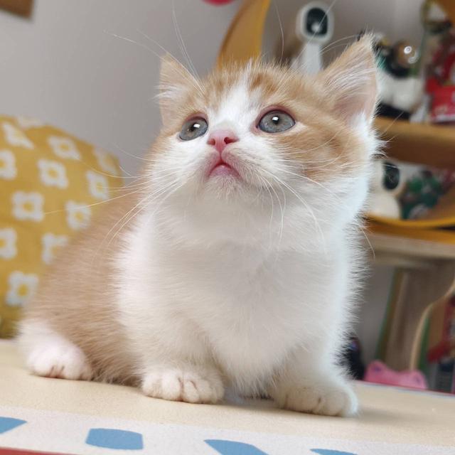 แมวมันช์กิ้น Munchkin short leg Oscat cattery chiangmai รูปย่อยที่ 2
