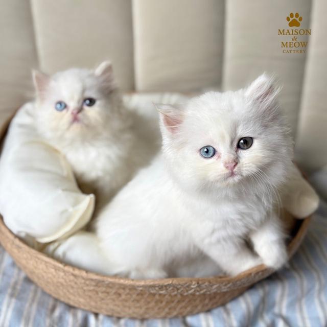 เปอร์เซียแท้ พร้อมย้าย 14/9