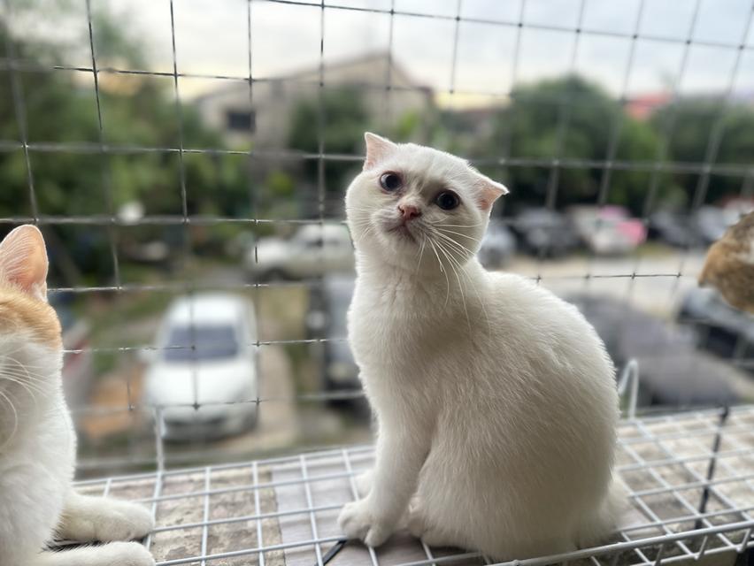 แมวสก็อตติชโฟลด์ เพศเมีย ลูกครึ่งบริติชฯ