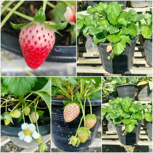 ต้นสตรอเบอร์รี่ กระถาง 10 นิ้ว
