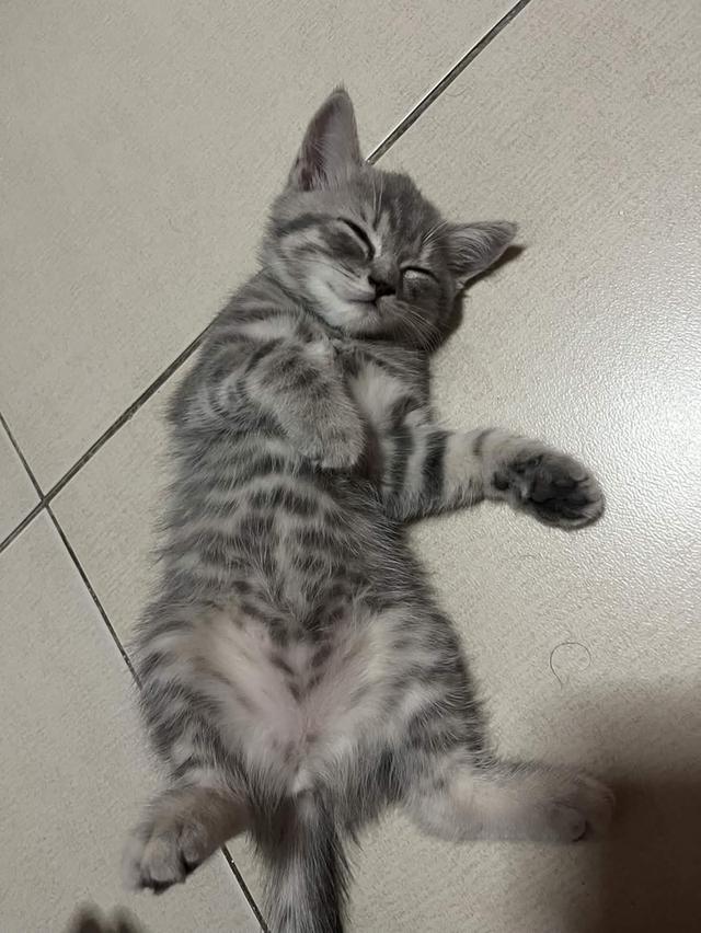 ลูกเเมวสก็อตติชโฟลด์ รูปที่ 3