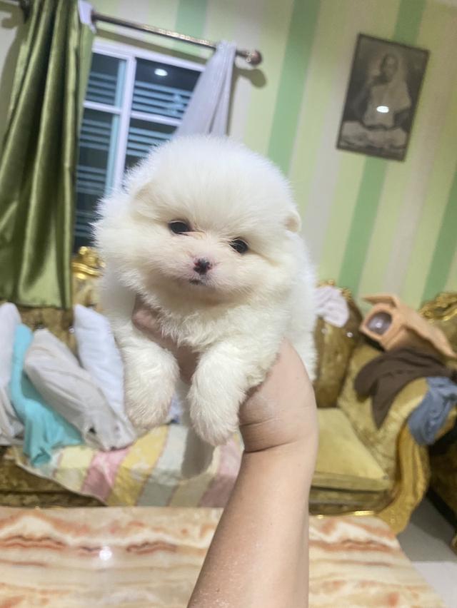 ลูกปอมเมอเรเนียนแท้ ราคาเบาๆ รูปที่ 4