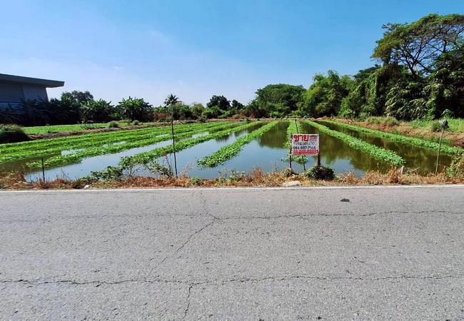 ขายที่ดิน ตำบลคลองโยง อำเภอพุทธมณฑล นครปฐม ถนนบางเลน ใกล้ ม.ราชภัฏสวนสุนันทา 3