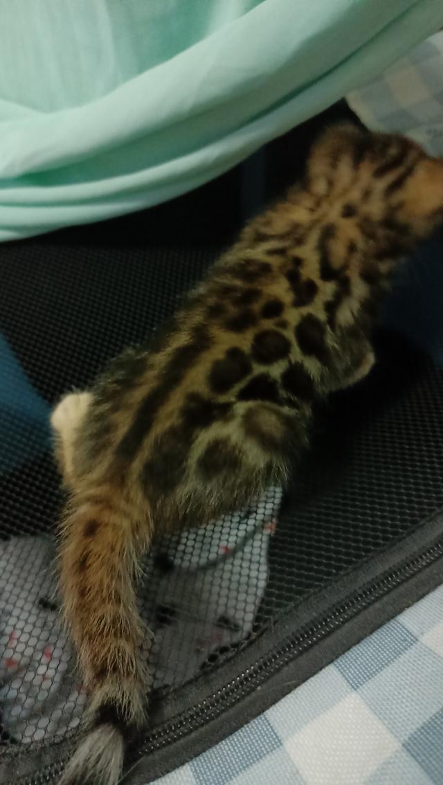 ลูกแมวเบงกอล Bengal Cat รูปที่ 6