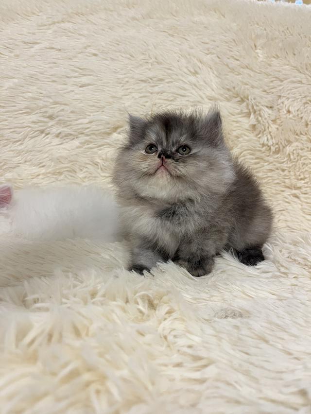 แมวเปอร์เซีย 😊🤭😆😁่ี่ 6