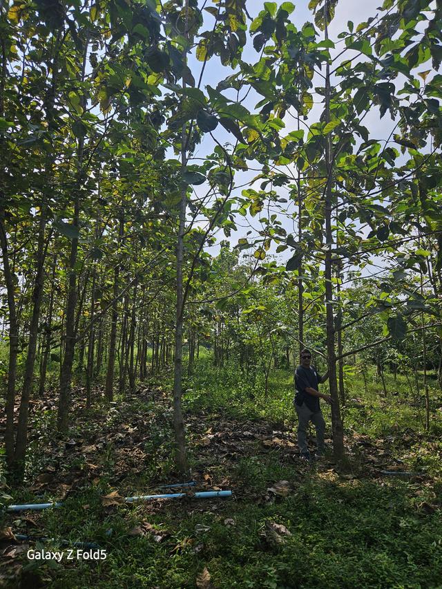 ที่ดินติดถนนสาย 33 ปราจีนบุรี 18