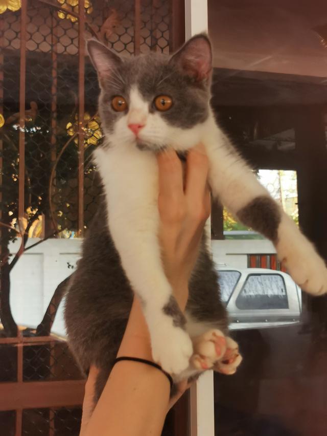 สัตว์เลี้ยงน้องแมวพันธุ์สก๊อชติช