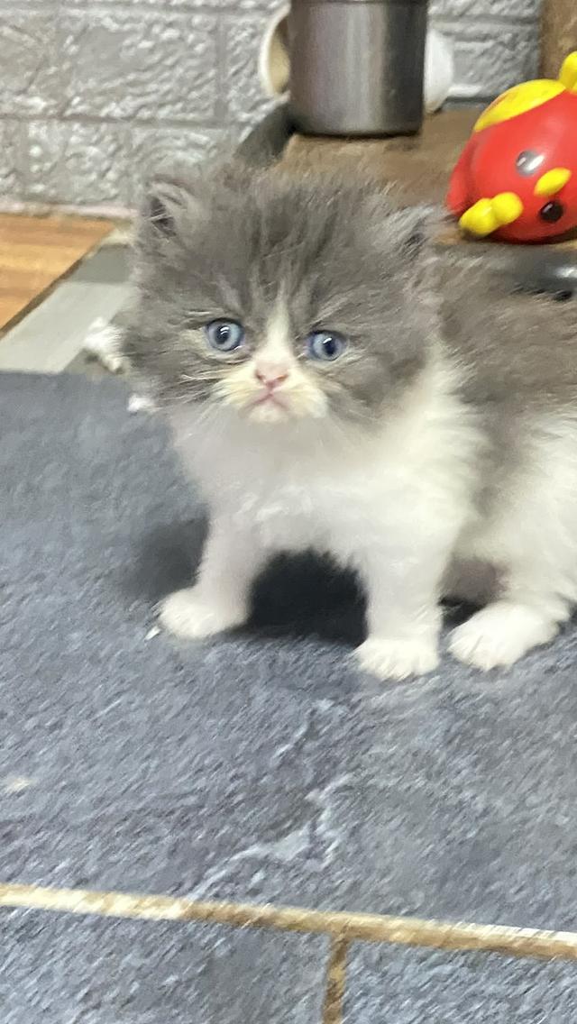 เปอร์เซียแท้ หาบ้าน🐯 3