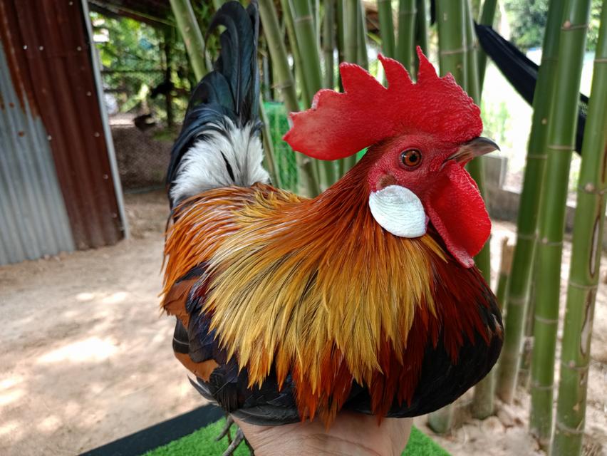 รัฐชนาวีฟาร์ม อนุรักษ์ไก่ต่อไทย รูปย่อยที่ 3