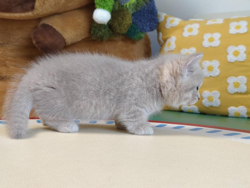 แมวขาสั้น Munchkin short leg chiangmai รูปที่ 4