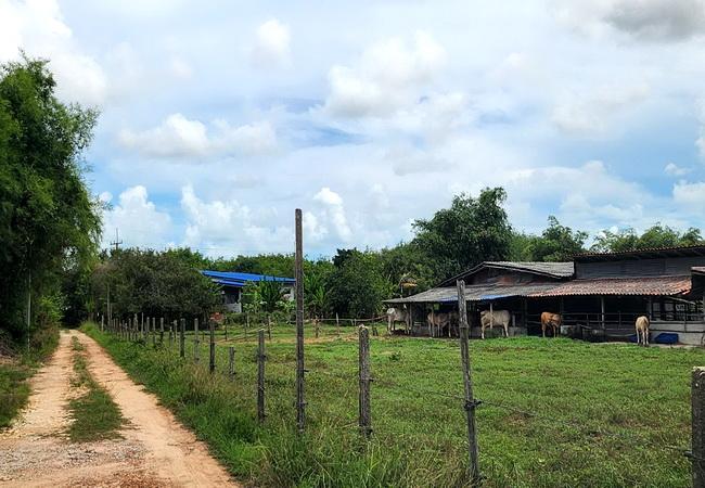 ขายที่ดิน เขายายดา ทางหลวงชนบท ถนนสุขุมวิท ตำบลตะพง อำเภอเมือง ระยอง 4