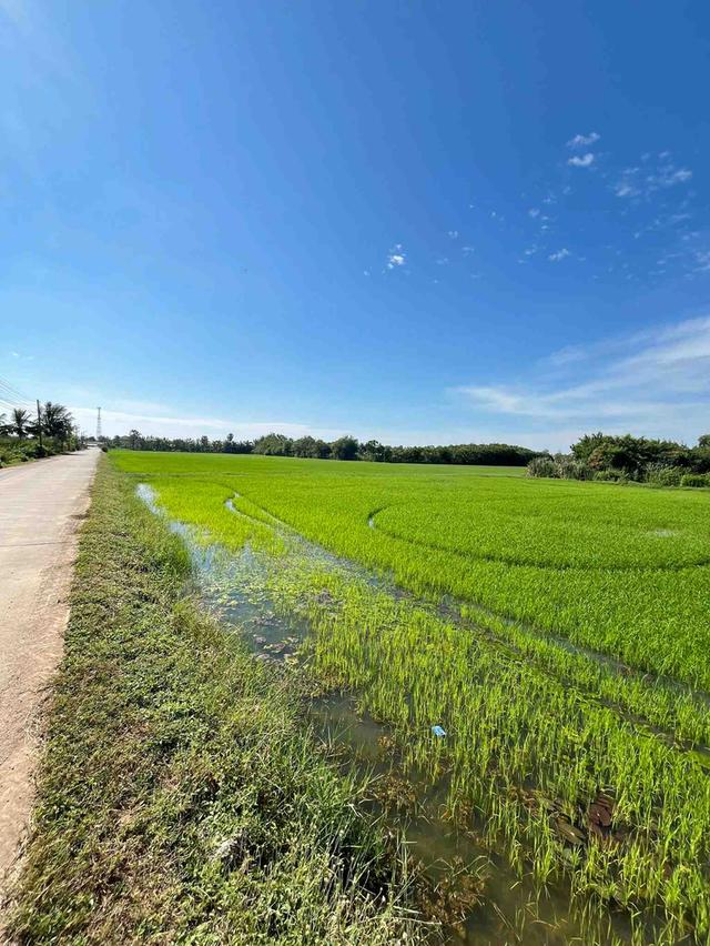 ขายที่ดินหนองบ้ว 11 ไร่ ดอนสีนนท์ซอย2 ใกล้ถนนเส้น3304-1กม. อ.บ้านโพธิ์ ฉะเชิงเทรา 3