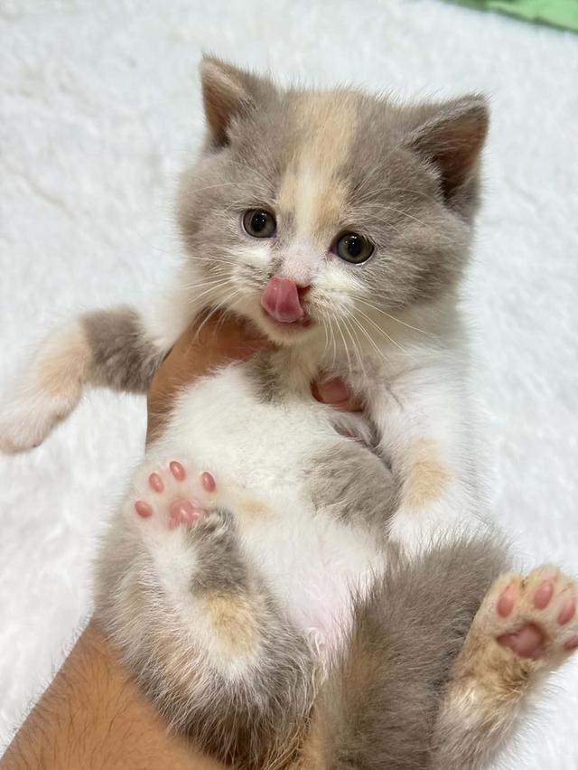 บริติชช็อตแฮร์ Lilac Tortie with white